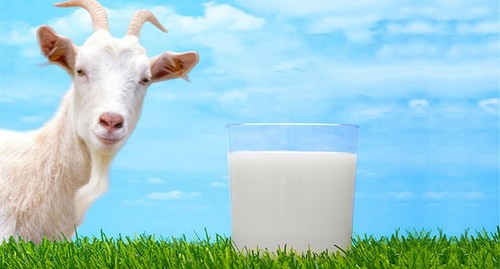 Плюсы козьего молока при панкреатите и методы его использования