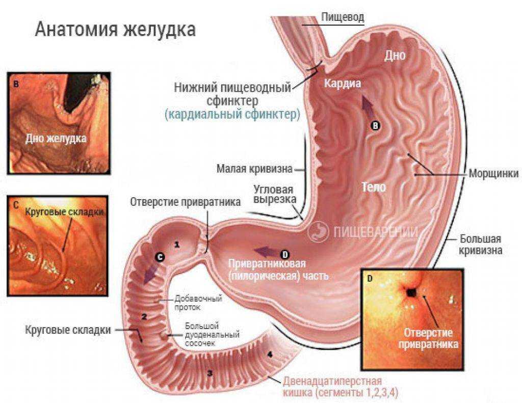 Осмотр внутренних стенок желудка: ключевые аспекты и процедуры