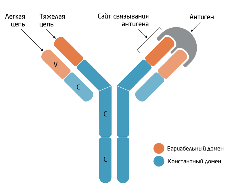 Производство антител: революция в лечении и диагностике