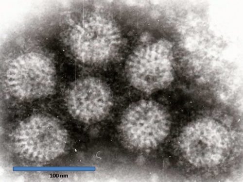 Как выглядит вирус рода Rotavirus