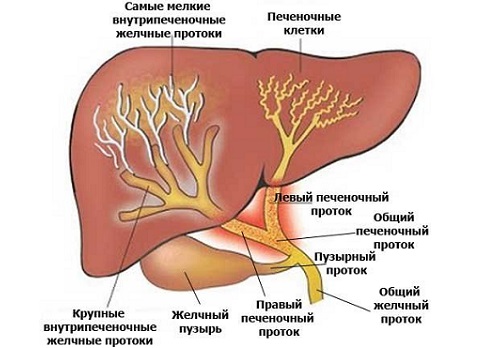 Желчные протоки