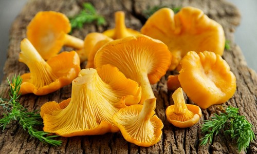 При панкреатите можно есть тушеные грибы thumbnail